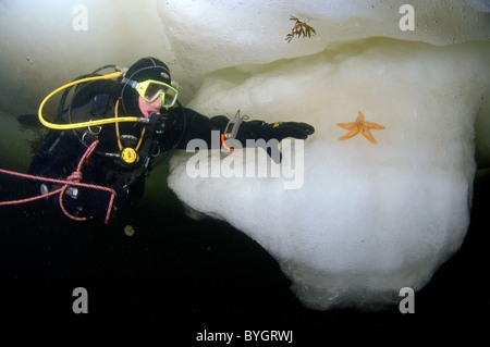 male scuba diver look at on Red starfish (Asterias rubens) on ice in Arctic Stock Photo