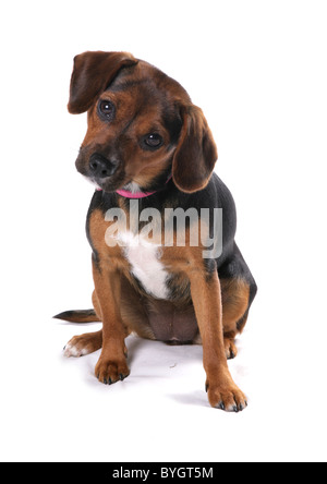 English Foxhound Puppy Single Young female sitting studio Stock Photo