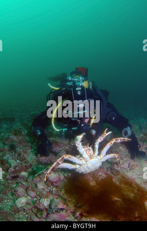 Male scuba diver catches Red King Crab (Paralithodes camtschaticus) Stock Photo