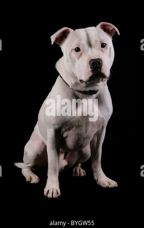 Staffordshire bull terrier dog single adult male sitting studio Stock Photo