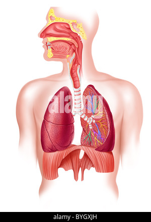 Human full respiratory system cross section Stock Photo