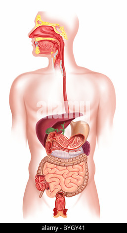 Human digestive system cross section Stock Photo