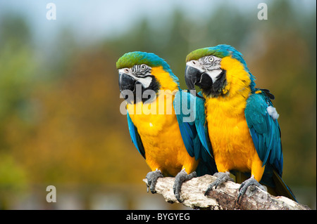 close up of two beautiful blue and yellow macaws (Ara ararauna) Stock Photo