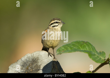 Cape Bunting Emberiza capensis Namaqualand Northern Cape South Africa Stock Photo