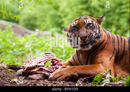 Sumatran tiger eating its prey on the forest floor Stock Photo