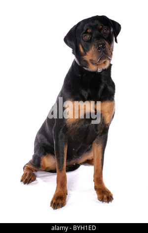 Rottweiler Dog Single Adult Female Sitting Studio Stock Photo