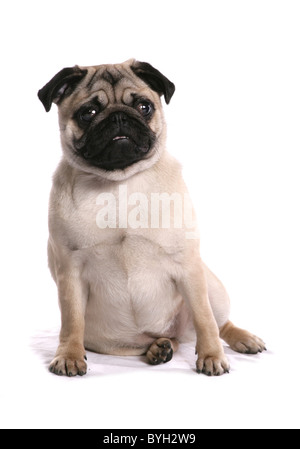 Pug Dog Single adult female sitting studio Stock Photo