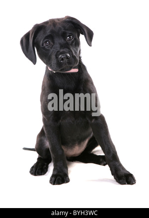 Black Labrador Puppy Single young female sitting studio Stock Photo
