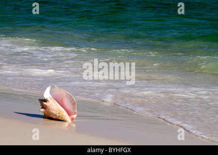Queen conch, also known as a pink conch, lays on a sandy beach with the waves lapping at it. Stock Photo