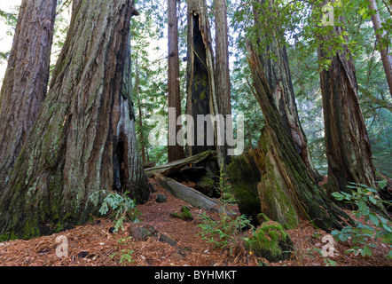 Redwood trees at a State Park, California USA Stock Photo