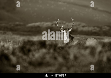 Red deer stag on Exmoor in black and white Stock Photo