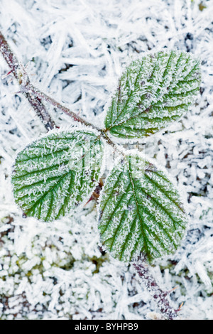 Frosted Bramble Leaves Stock Photo