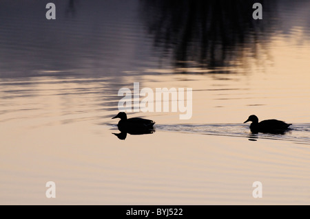 A pair of Mallards silhouetted and reflectied at Conwy RSPB reserve Stock Photo