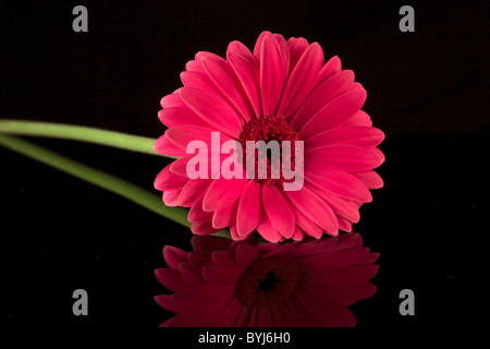 Big red daisy reflected in black glass Stock Photo