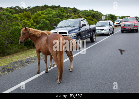 USA, Maryland, Assateague Island National Seashore, Wild horses approaching tourists’ cars on Assateague Island Stock Photo