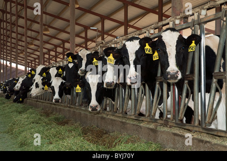 Curious Holstein dairy cows feed on silage in a freestall barn at a large California dairy / San Joaquin Valley, California, USA Stock Photo