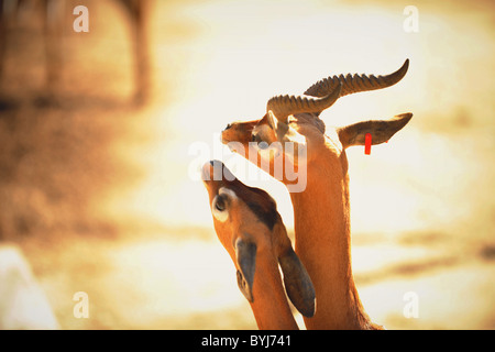 Love. Gerenuk (Litocranius walleri), Stock Photo