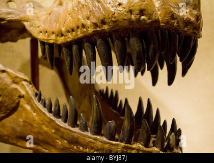 Tyrannosaurus rex teeth Stock Photo