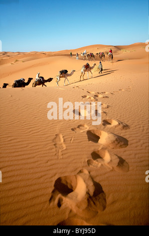 Camel caravan in the Sahara desert Stock Photo