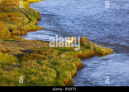 Pronghorn buck along the Lamar River in Yellowstone National Park. Stock Photo