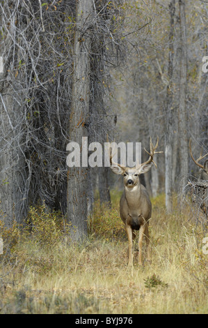 Majestic mule deer buck in magical old-growth forest. Stock Photo