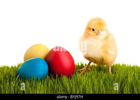 Easter eggs and chickens on green grass on white isolated background Stock Photo