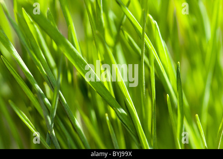 Looking through young summer wheat at the level of the ground. Sun is shining through. Stock Photo