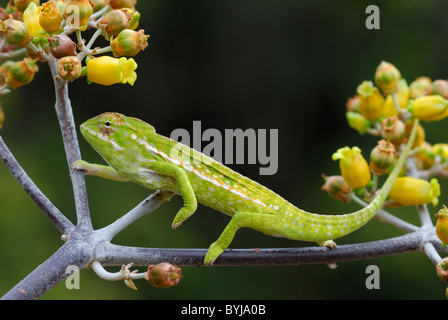 Jeweled Chameleon (Furcifer lateralis) in the Anja Reserve, Madagascar Stock Photo