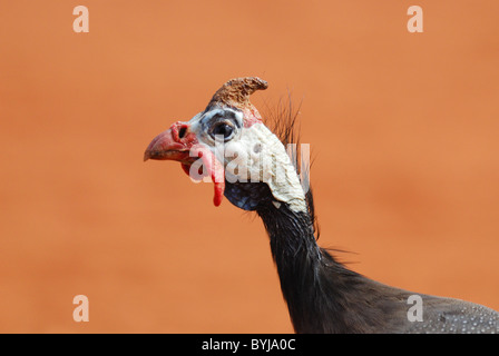 Helmeted Guinea-fowl (Numida meleagris) in Andranovory, South-western Madagascar. August 2010. Stock Photo