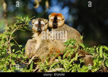 Male and Female Red-fronted Brown Lemurs (Eulemur rufus),Madagascar Stock Photo