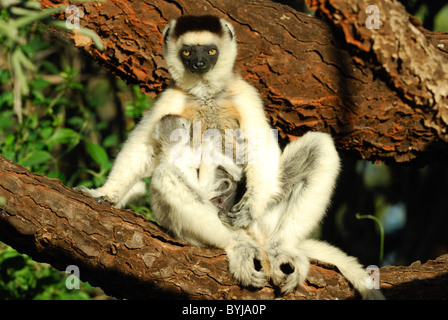 Mother and baby Verreaux's Sifaka (Propithecus verreauxi), Madagascar Stock Photo