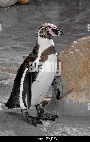 Closeup Humboldt penguin (Spheniscus humboldti) standing on a rock under the rain Stock Photo