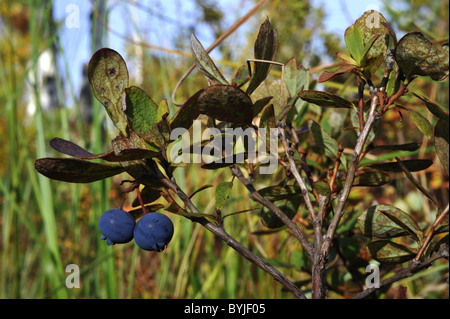 Bilberry 'Eagle'. Bilberry European blueberry Vaccinium myrtillus. Stock Photo