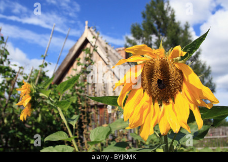 Sunflower in Kasubian region heritage park in Wdzydze Kiszewskie, Poland. Stock Photo