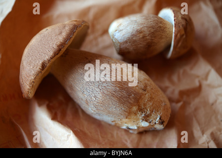 Whole wild Cepes mushrooms, Stock Photo