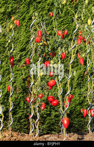 Tomate (Solanum lycopersicum). Plants with ripe fruit on tomato sticks. Stock Photo