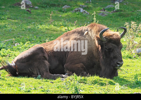 European Bison (Bison bonasus) resting at Highland Wildlife Park, Scotland. Stock Photo