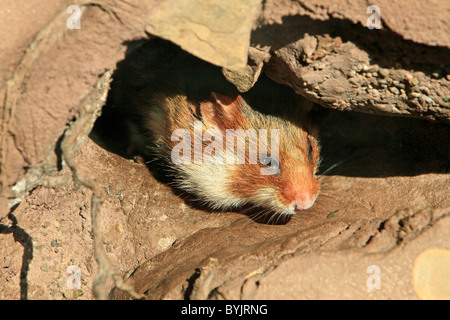 European Hamster, Black-bellied Hamster, Common Hamster (Cricetus cricetus) in its underground burrow. Stock Photo