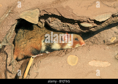 European Hamster, Black-bellied Hamster, Common Hamster (Cricetus cricetus) in its underground burrow. Stock Photo