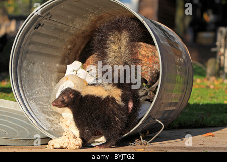 Striped Skunk (Mephitis mephitis) foraging in a dustbin. Stock Photo