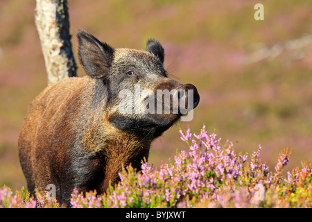 Wild Boar (Sus scrofa) standing in flowering heather. Highland Wildlife Park, Scotland. Stock Photo
