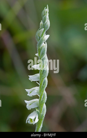 Autumn Lady's Tresses (Spiranthes spiralis) Stock Photo