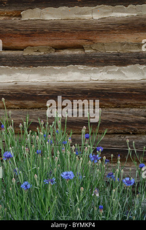 Salmon, Idaho, Log Cabin, Wildflowers Stock Photo