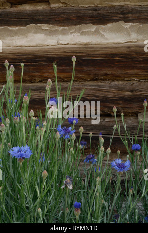 Salmon, Idaho, Log Cabin, Wildflowers Stock Photo