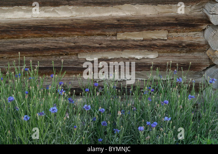 Salmon, Idaho, Log Cabin, Wildflowers Stock Photo