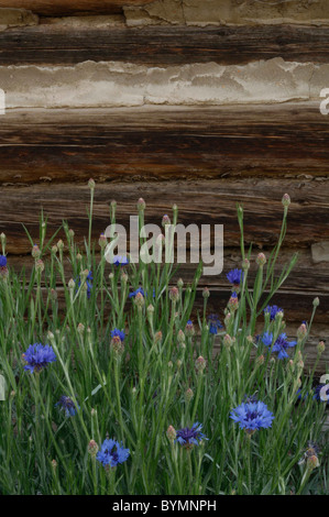 Salmon, Idaho, Log Cabin, Wildflowers Stock Photo