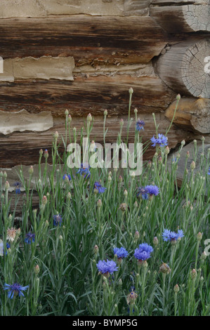 Salmon, Idaho, Log Cabin, Wildflowers Stock Photo