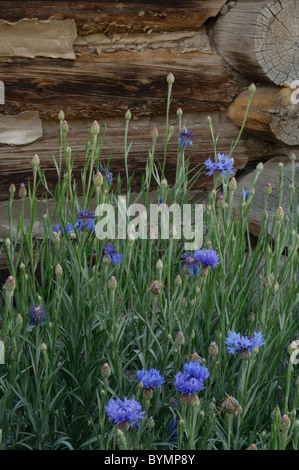 Salmon,  Idaho, Log Cabin, Wildflowers Stock Photo