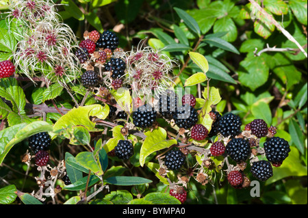 Blackberries with Old Man's Beard seed heads Stock Photo