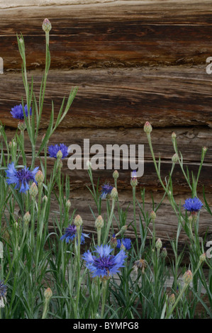 Salmon, Idaho, Log Cabin, Wildflowers Stock Photo